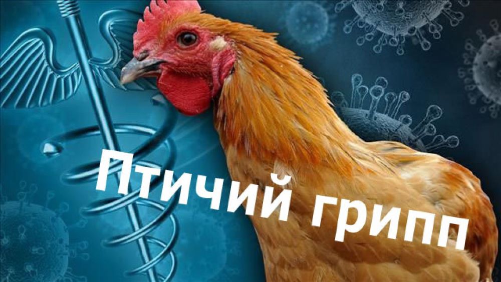 «Меры по профилактике гриппа птиц».